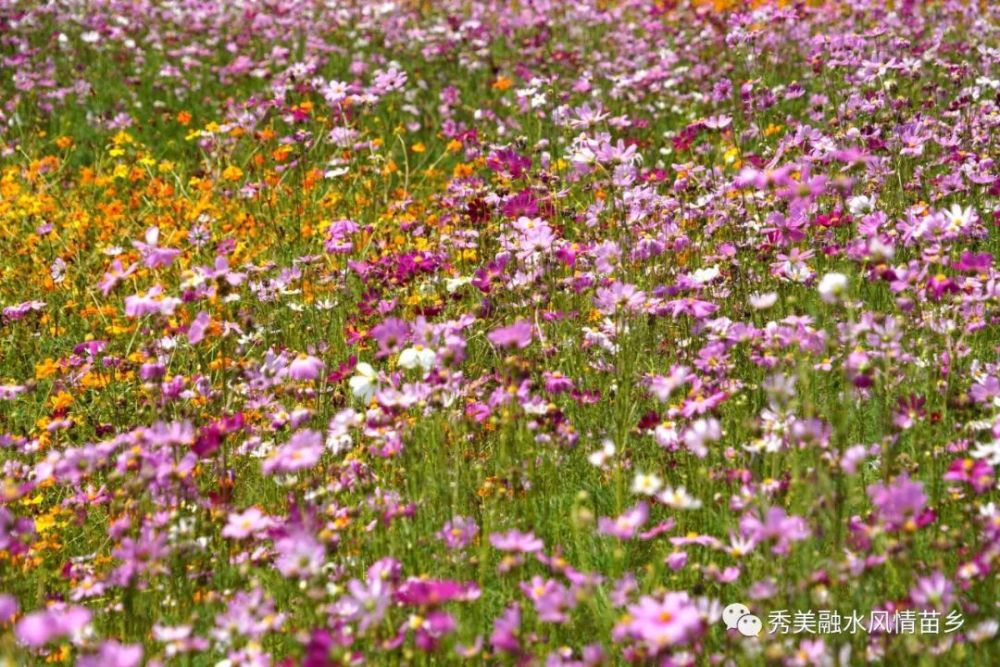 波斯菊种子：花海秘籍