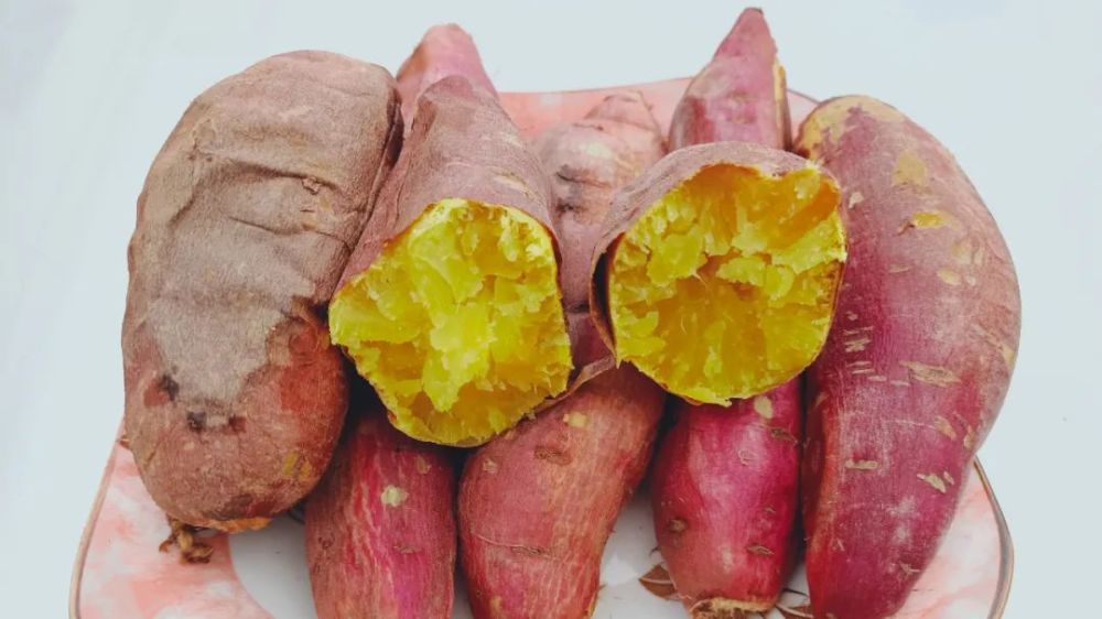 【走进乡村看小康】青龙山镇3万亩甘薯喜获丰收