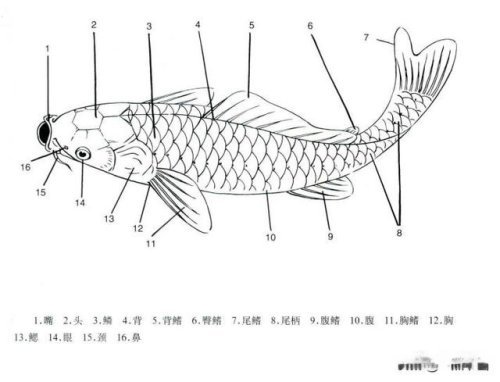 吉祥鱼的工笔和写意画法