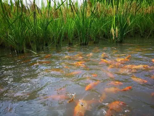 稻魚不可共存!年賺600萬的稻田養魚為何消失了?看完沒人敢養!