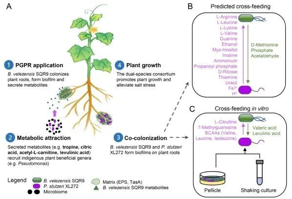 南京农大在微生物肥料合成菌群构建方面取得重要进展