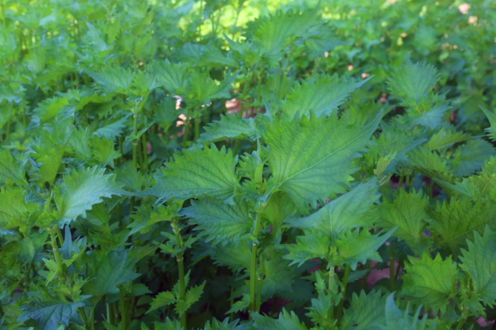 走进乡村看小康丨我是一片小小紫苏叶 腾讯新闻