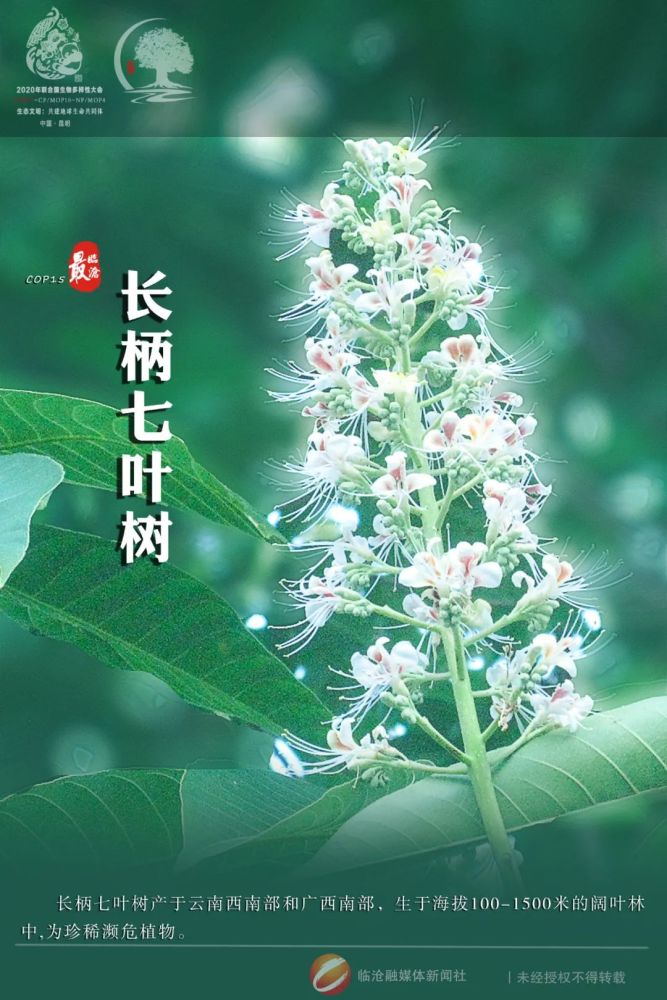 cop15 最临沧丨长柄七叶树
