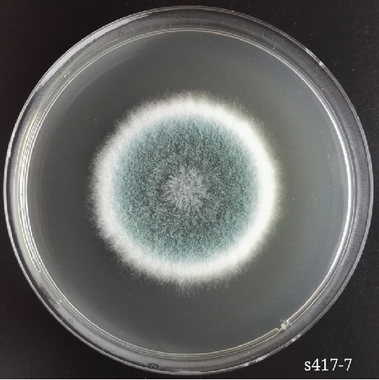 以菌落颜色命名fumigatus,词源fumu ,烟雾aspergillus fumigatus烟