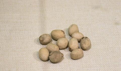 箭毒木的种子在自然界,箭毒木也是维护生态系统平衡的珍贵一员.