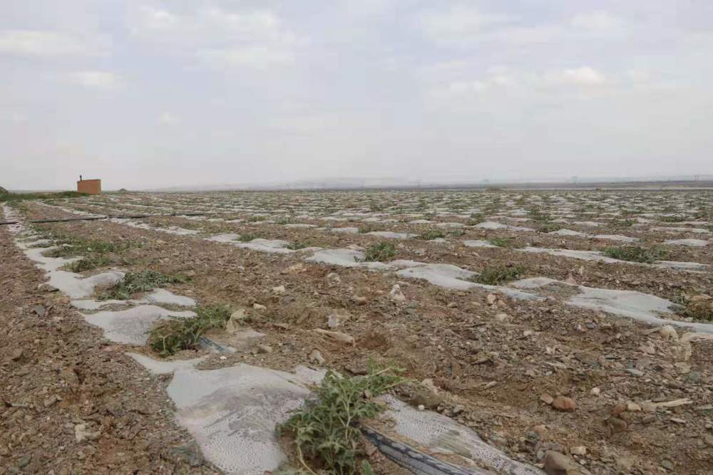 "戈壁西瓜"危害有多大?年营收20多亿的硒砂瓜,为何被局部禁种