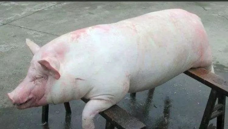 冷水烫猪#8出自《"九一八"周年》:"华盛顿也许要来周年:重申《九国