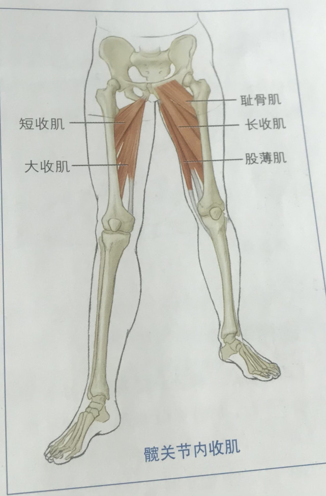 內收肌群主要長在大腿內側,它由五塊肌肉組成,分別是長收肌,短收肌,大