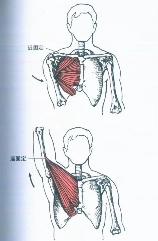 解剖學肌肉之——胸肌