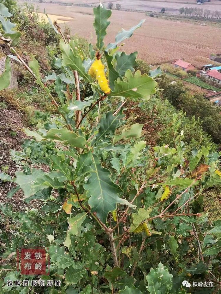 蚕宝宝柞树叶真金白银