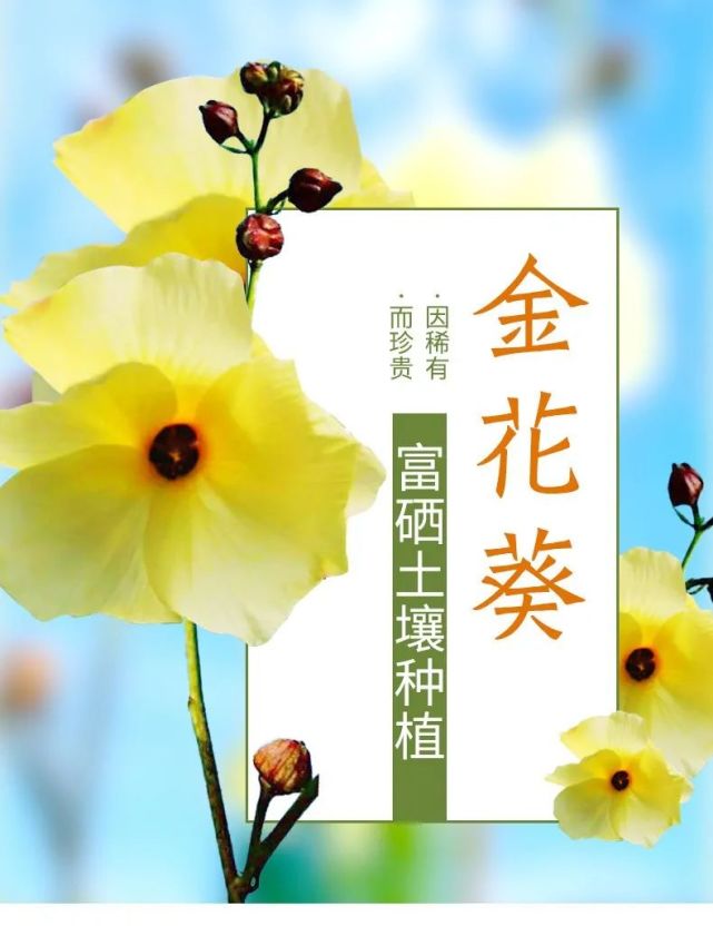 原产自太行山脉,因稀有而珍贵,用高原的富硒土种植出的金葵花,富含