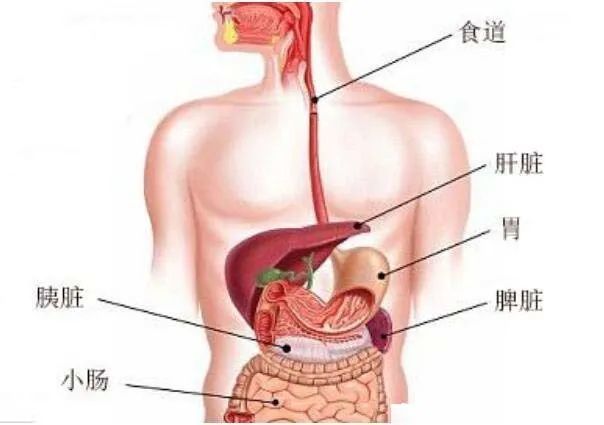 胃痛在哪个位置图片图片