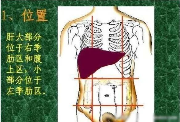 胃和肚脐的位置示意图图片