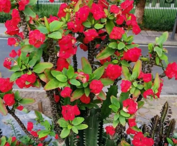 5种开红色花朵的植物 家里养一盆 好看又吉利 腾讯新闻