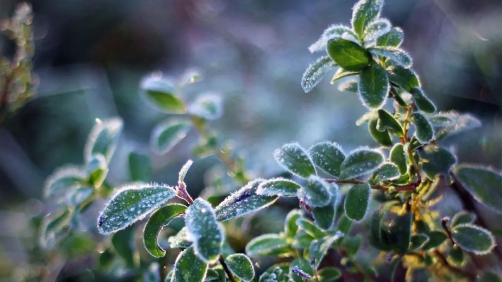 小辽说天气丨冷空气来袭你的城市会出现霜冻吗