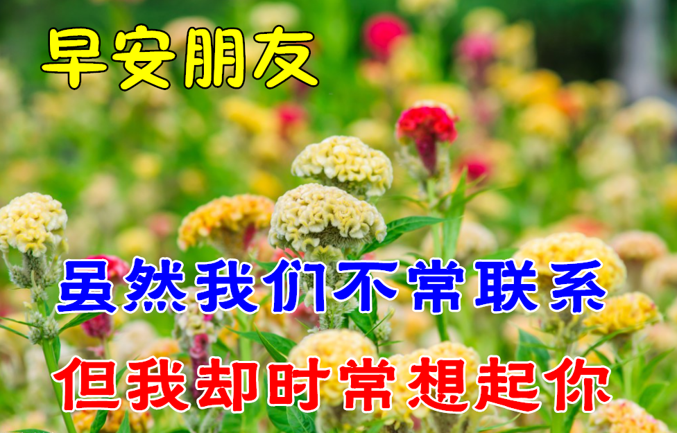 人依舊,情悠長,真誠地一聲問候,幸福平安,吉祥如意,快樂開心每一天.