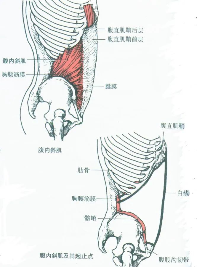 解剖學肌肉之腹肌