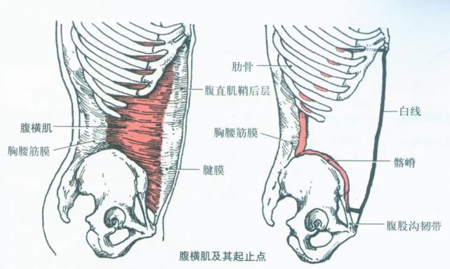 解剖學肌肉之腹肌