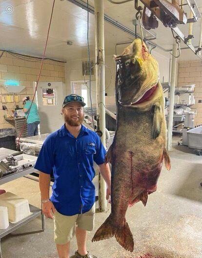 美国的鳙鱼非常大,在国内很少见到的大鳙鱼在美国却非常常见.