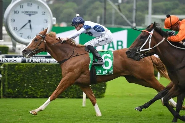 澳大利亚赛马:级别赛冠军雌马"蔷薇争艳"以130万澳币价格售出