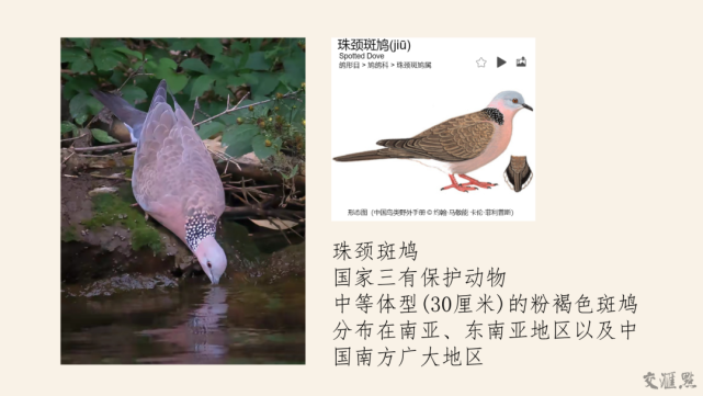 南京十大"明星鸟"诞生,快来认识下