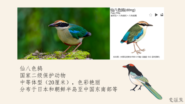 南京十大"明星鸟"诞生,快来认识下