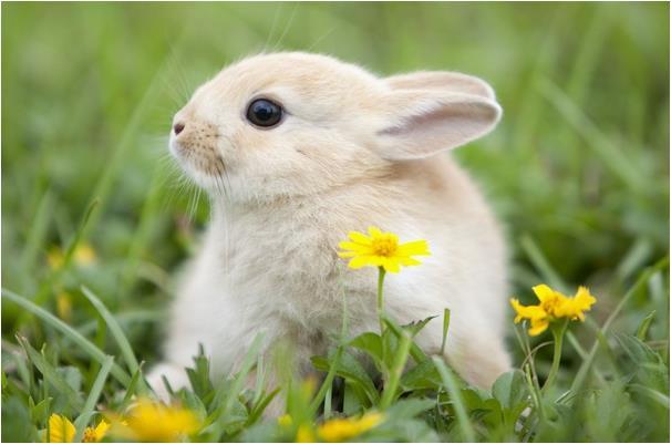 生肖兔:12个月份12种命,这几月出生的人,福运有余,天生发财命