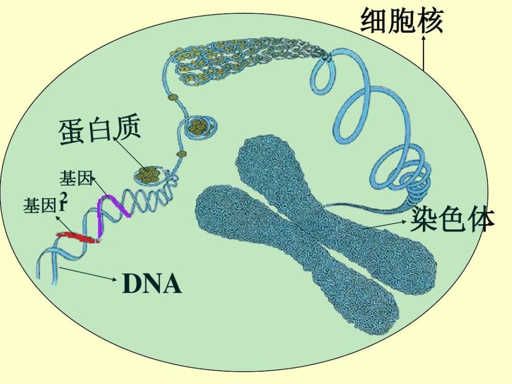 恐龙要复活?我国科学家在恐龙化石中,发现疑似dna,能否克隆呢
