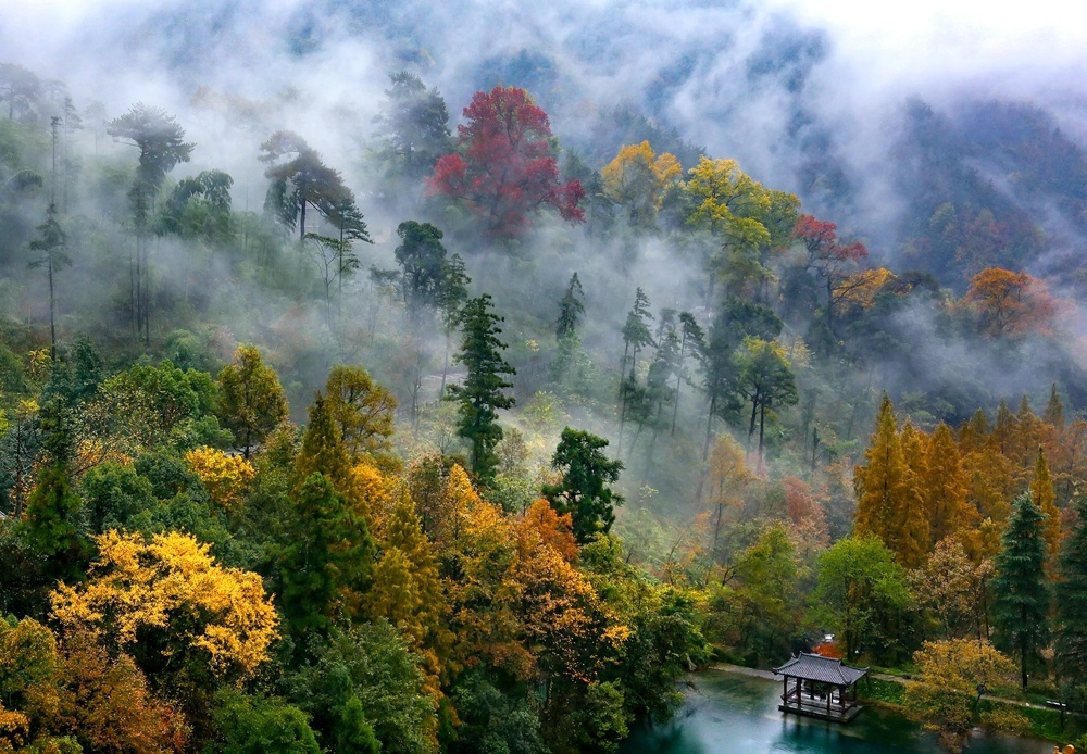 家门口秋意美如画临安这些彩色森林你都见过吗