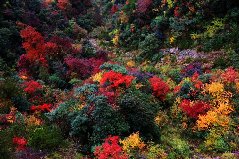 家门口秋意美如画临安这些彩色森林你都见过吗