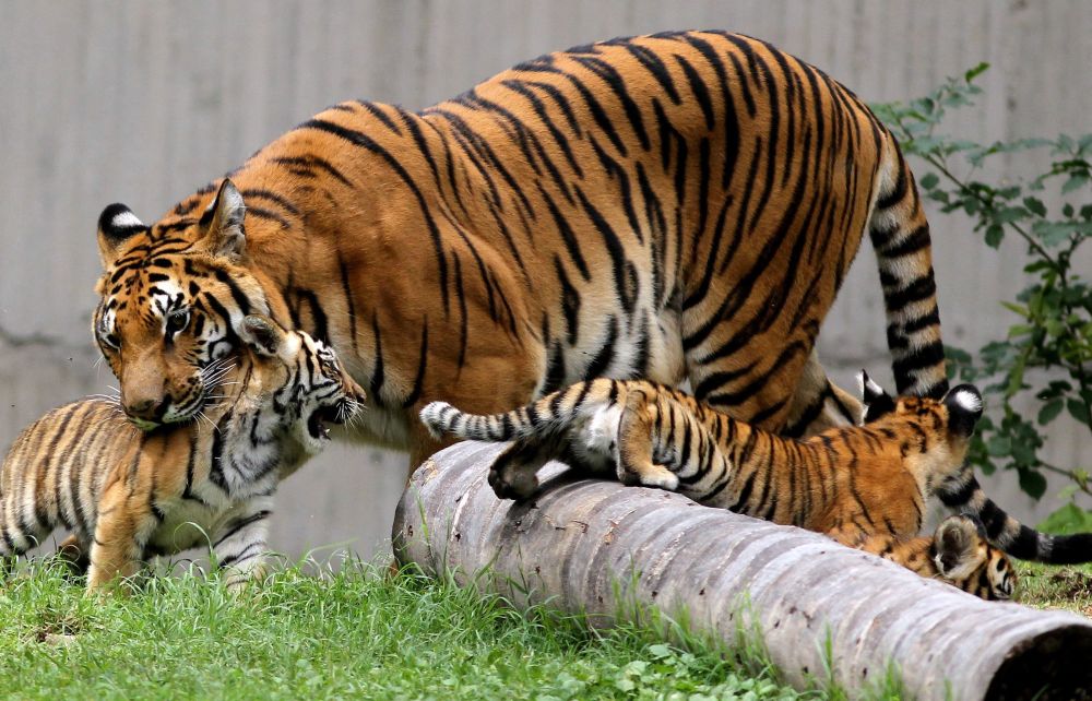 外代一线可爱的小孟加拉虎