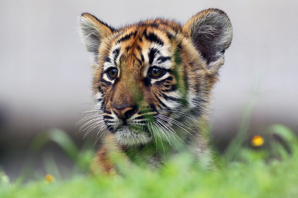 外代一线可爱的小孟加拉虎