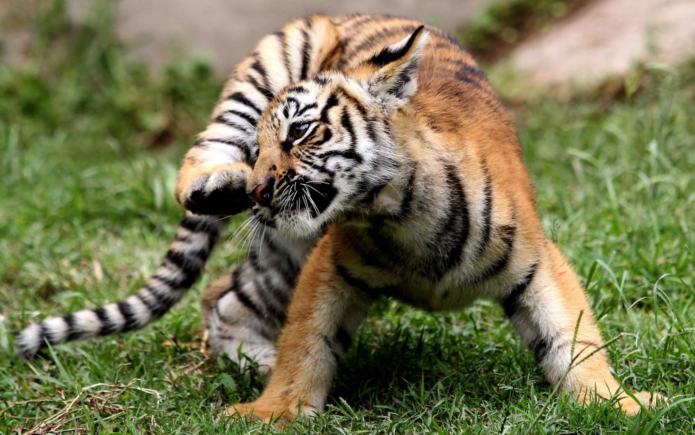 (外代一线)可爱的小孟加拉虎