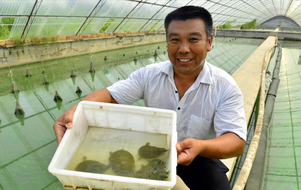 浙江大爷养殖乌鳖通过稻鳖共养走向致富年销售额五千万元