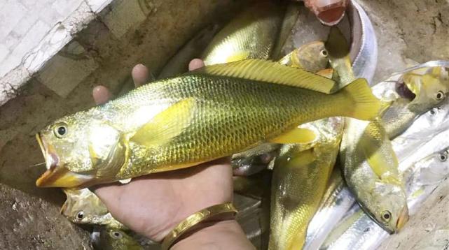 所以,对大黄鱼的捕捞十分地强,虽然大黄鱼的繁殖能力非常地强,一次怀