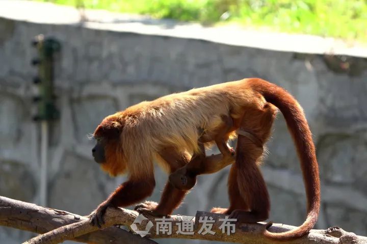 野生动物园排行榜_全国排名咱榆垡的北京野生动物园跻身五一假期最火景区…