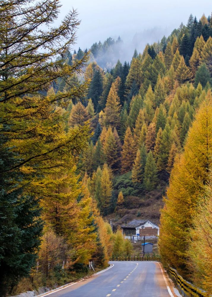 芦芽山原始森林图片