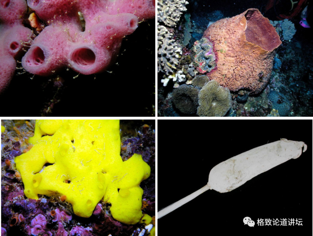 当我真正看见章鱼跑路的时候,才发现我们以前都错了,这个东西根本就是