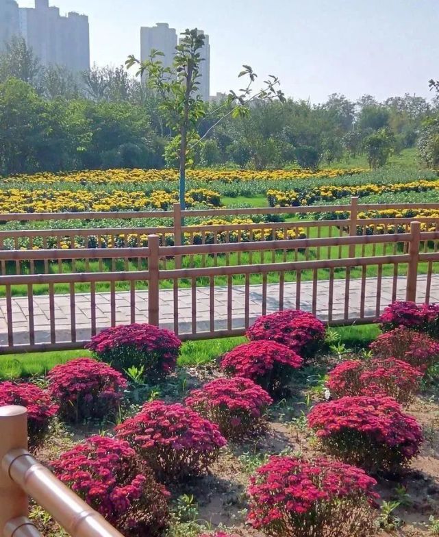 【兴平融媒】兴平莽山花海 假期赏菊好去处!