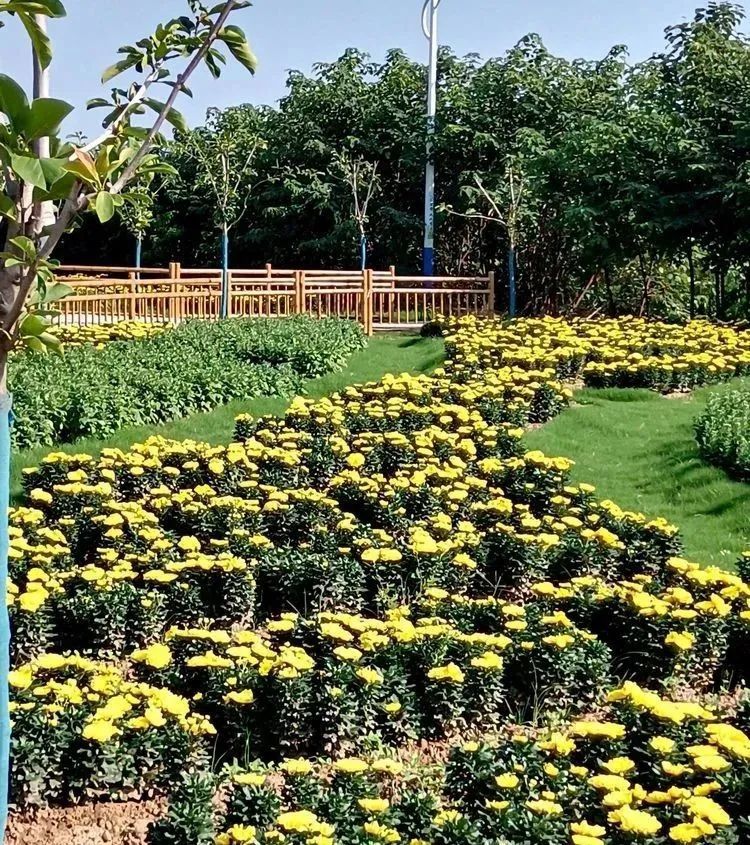 兴平融媒兴平莽山花海假期赏菊好去处