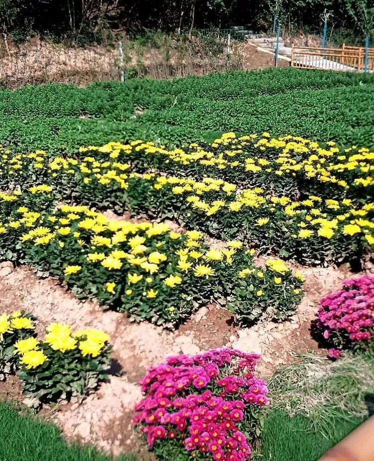 兴平融媒兴平莽山花海假期赏菊好去处