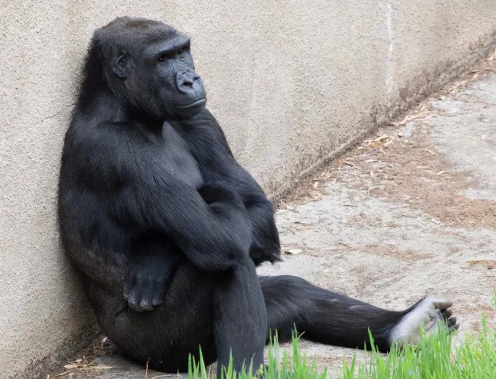 愤怒的黑猩猩:用苹果怒砸游客,跟谁学的,为何不能投喂食物?