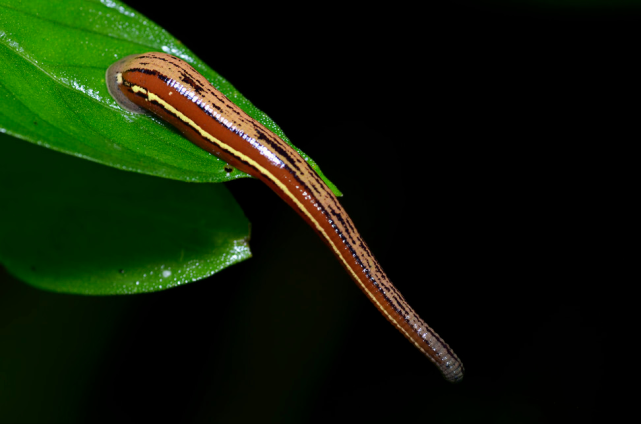 蚂蟥如果不小心被吃进胃里它还会在人体内长期存活吗看专家说