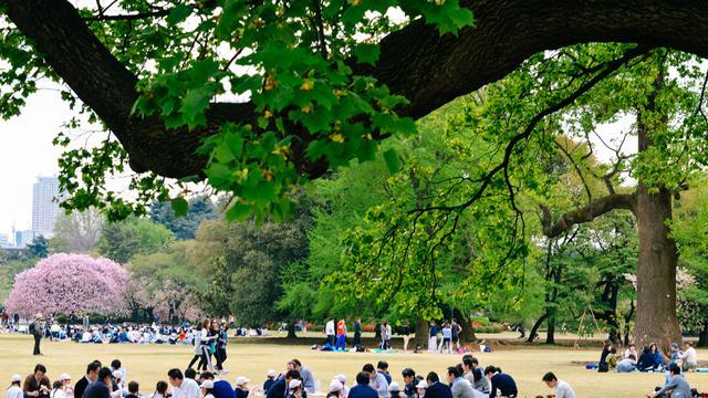 日本中心地区还有这么大片樱花林这也太美了吧绿意盎然