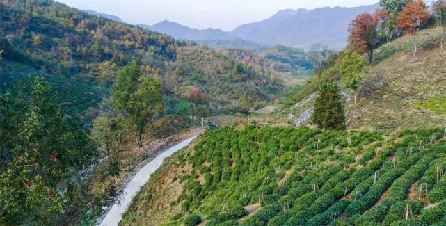 【乡村振兴之黄山探索(71】樵山村"穷山村"的变迁