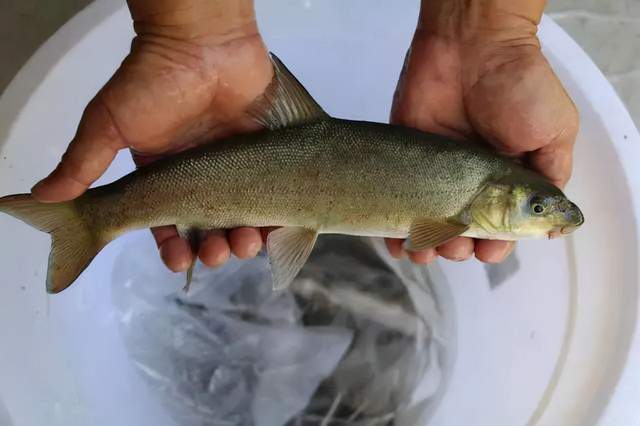 野生鱼比养殖鱼更健康越贵的鱼越好吃鱼有些事情需要您深知