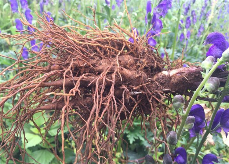 乡间一种五毒草用法需慎之又慎是名贵草药川乌别小瞧了