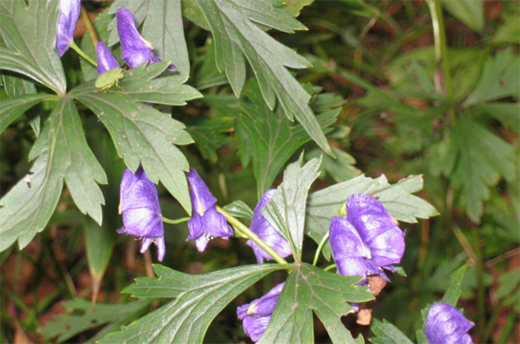 乡间一种五毒草用法需慎之又慎是名贵草药川乌别小瞧了