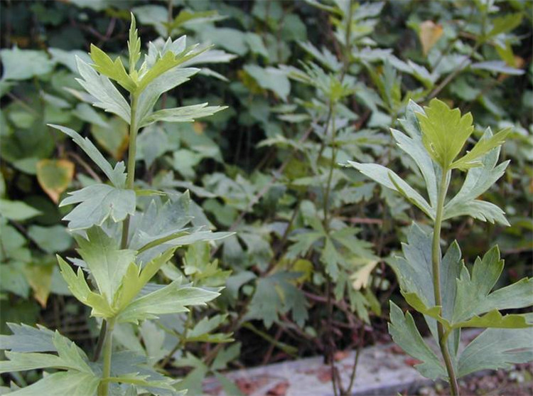 乡间一种五毒草用法需慎之又慎是名贵草药川乌别小瞧了