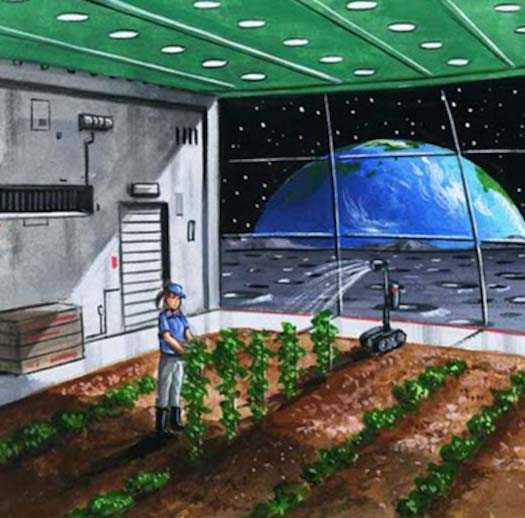 月壤也能种庄稼嫦五带回的月壤能种小麦开发月球不怕没粮食了